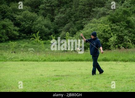 Un merlin (Falco Columbariaus) chiamato Captin 'Jack' Sparrow in volo insegue un'esca oscillata dal suo allenatore al British Bird of Prey Center Foto Stock