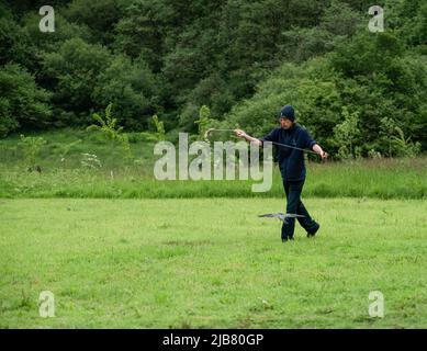 Un merlin (Falco Columbariaus) chiamato Captin 'Jack' Sparrow in volo insegue un'esca oscillata dal suo allenatore al British Bird of Prey Center Foto Stock