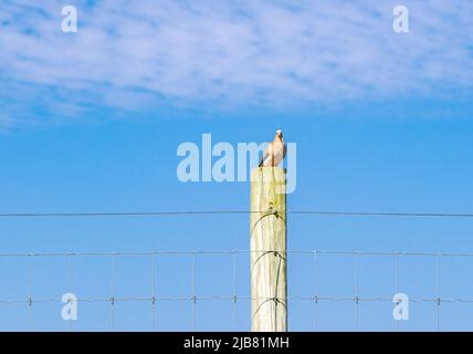 bella colomba seduta su un palo di recinzione Foto Stock