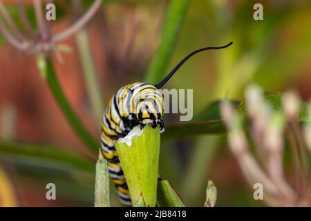 Monarch Butterfly caterpillar mangiare foglia di palude piante di munghie. Insetto e la conservazione della natura, conservazione dell'habitat, e cortile giardino di fiori co Foto Stock