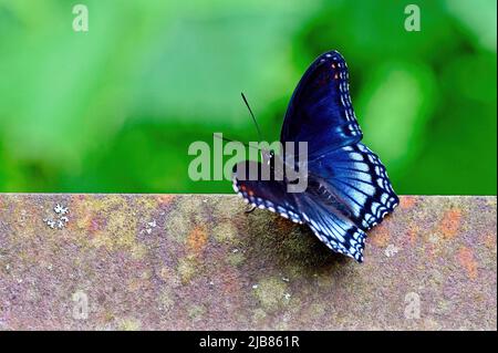 Una farfalla viola a macchia rossa, Limenitis arthemis astyanax, atterra su una ringhiera di acciaio intemperata di un ponte sul fiume Tom-Bigbee. Foto Stock