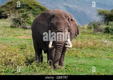 Elefante di bush africano, cratere di Ngorongoro, Tanzania. Foto Stock