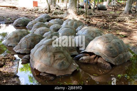 Tartaruga gigante di Aldabra, isola della prigione, Zanzibar, Tanzania Foto Stock