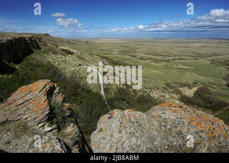 La testa ha sbattuto in bisonte, Alberta meridionale Foto Stock