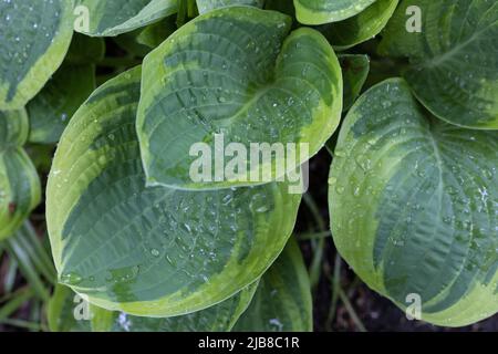 Hosta 'larga tesa'. Foto Stock