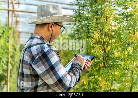 Coltivatore di cannabis maschile che controlla la qualità delle sue piante al suo ambiente controllato serra, concetto di medicina alternativa Foto Stock