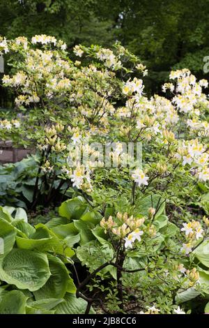 Rhododendron 'Northern Hi-Lights' azalea. Foto Stock