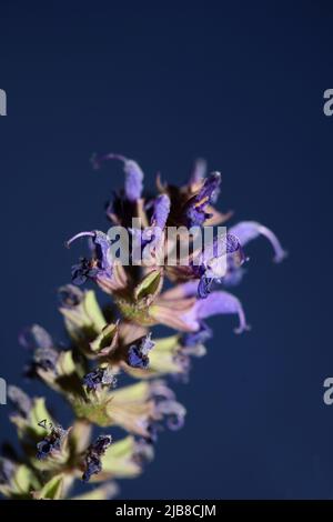 Fiore fioritura salvia nemorosa famiglia lamiaceae primo piano botanico sfondo di alta qualità grande formato stampa casa decorazione pianta agricola Foto Stock