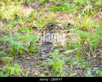 L'uccello di legno Redwing, Turdus iliacus, nutre il pulcino di lombrichi sul terreno. Un pulcino adulto ha lasciato il nido ma i suoi genitori continuano a prendersi cura o Foto Stock