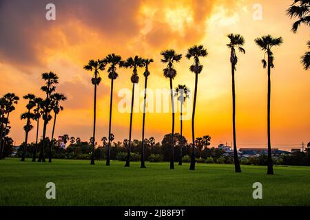 Dongtan Samkhok palme e campi di riso durante il tramonto a Pathum Thani, Bangkok, Thailandia Foto Stock