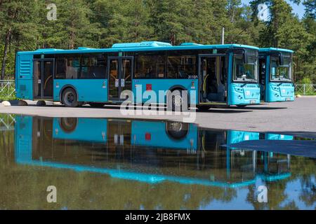 SESTRORETSK, RUSSIA - 29 MAGGIO 2022: Due autobus urbani Liaz-5292,67 sulla fermata finale del percorso in un giorno di maggio soleggiato Foto Stock