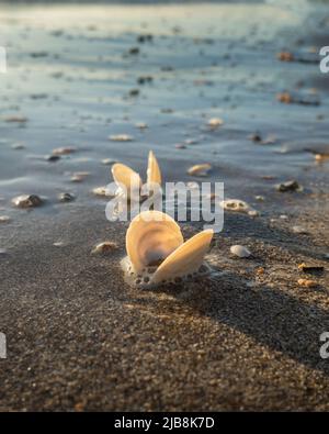 Conchiglie retroilluminate dal sole del mattino con lunghe ombre su una spiaggia sabbiosa. Formato verticale. Foto Stock
