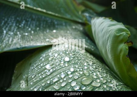 Gocce di rugiada su foglie di banana Foto Stock