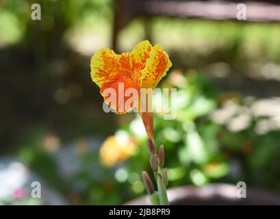 Canca indica fiori che crescono in Vietnam Foto Stock