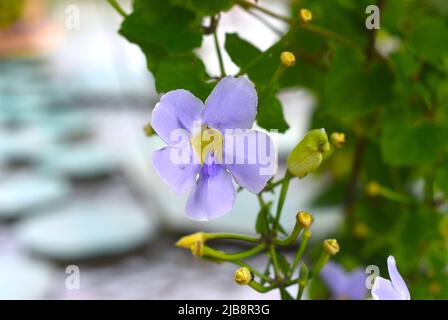 Thunbergia grandiflora fioritura in Vietnam Foto Stock