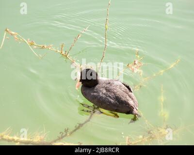 Foto di un'anatra che nuotano nel lago di Scanno. Viaggio in Abruzzo Italia Foto Stock