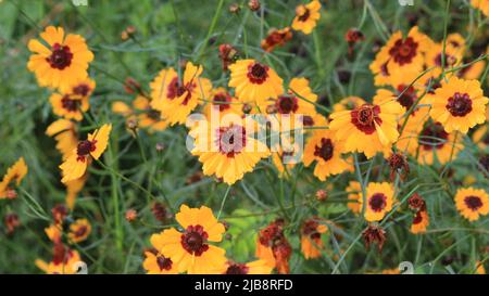 Il gruppo di coreopsis tinctoria (Plains coreopsis, Calliopsis) è una specie di fiore della famiglia delle Asteraceae. Le teste dei fiori sono gialle brillanti Foto Stock