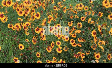 Il gruppo di coreopsis tinctoria (Plains coreopsis, Calliopsis) è una specie di fiore della famiglia delle Asteraceae. Le teste dei fiori sono gialle brillanti Foto Stock