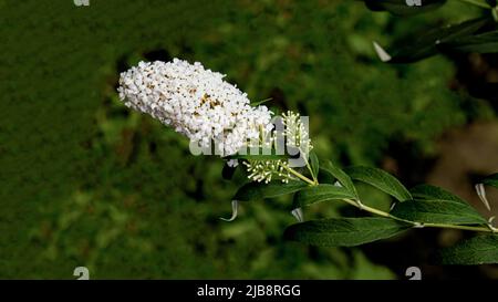 Primo piano di fiori bianchi su un cespuglio di farfalle (buddleja davidii) arbusto Foto Stock
