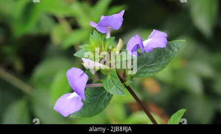 Il fiore viola ha due delicati petali e bianco dipinto al centro. Otacanthus caeruleus o Snapdragon brasiliano o Amazon Blue flower Foto Stock