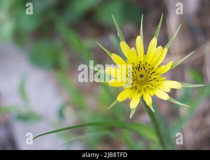 Fiori gialli uva spina dubbia, Tragopogon dubius Foto Stock