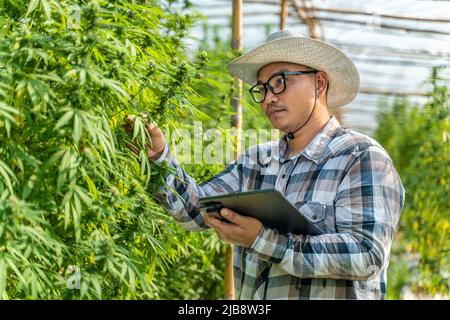 Coltivatore di cannabis maschile che controlla la qualità delle sue piante al suo ambiente controllato serra, concetto di medicina alternativa Foto Stock