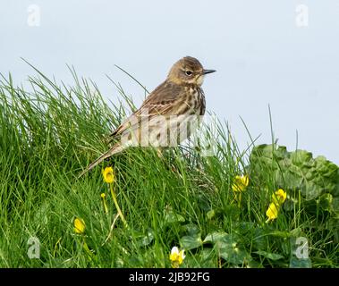 Prato Pipit (Anthus pratensis) in primavera, Birsay, Isole Orkney, Scozia. Foto Stock