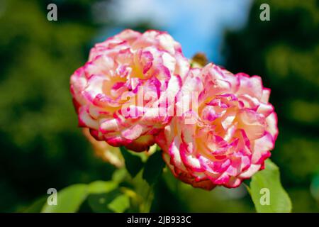 Bella selezione rosa primo piano in estate Sunny Garden. Panificio romantico floreale o biglietto d'auguri. Foto Stock