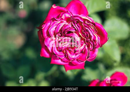 Bella selezione rosa primo piano in estate Sunny Garden. Panificio romantico floreale o biglietto d'auguri. Foto Stock