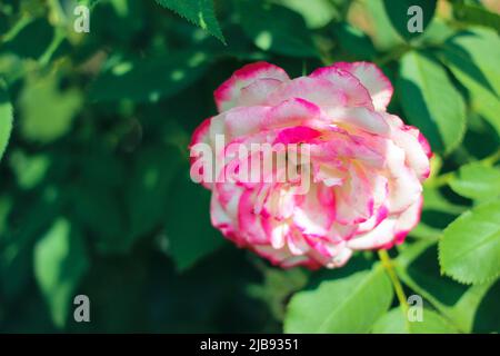 Bella selezione rosa primo piano in estate Sunny Garden. Panificio romantico floreale o biglietto d'auguri. Foto Stock