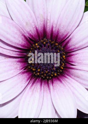 Primo piano su un rosa marguerite spagnolo margherita fiore Foto Stock