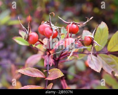 Fianchi rossi maturi di rosa su arbusto di colza Rosa canina Foto Stock