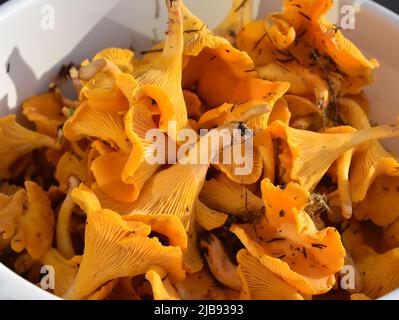 Cantarellus cibarius, canterelle appena sfornate Foto Stock