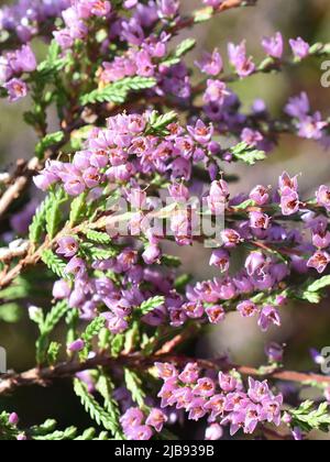Fiori viola su erica comune Calluna vulgaris Foto Stock