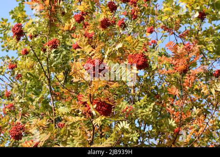 Rowan albero sorbus aucuparia che porta lotto di rowan bacche in autunno Foto Stock