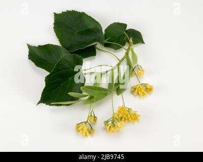 Fiori freschi e foglie di tiglio isolate su sfondo bianco Foto Stock