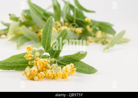 Fiori del tiglio isolato su sfondo bianco (Tilia). Messa a fuoco selettiva. Foto Stock