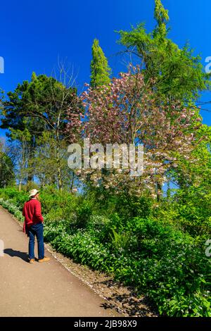 Magnolia alberi in fiore a Dunster Castle, Somerset, Inghilterra, Regno Unito Foto Stock