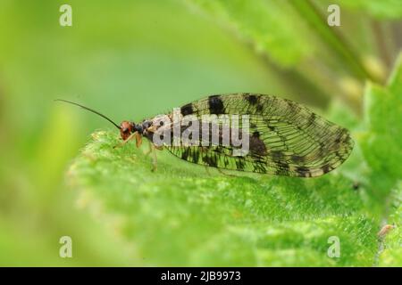 Closeup on a large Stream lacewing, Osmylus fulvicephalus, sitting on a leaf with closed wings Foto Stock