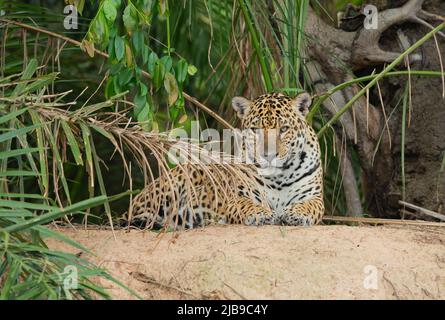 Giaguaro (Panthera onca) che riposa sulla riva del fiume Foto Stock