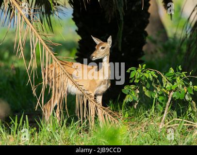 Pampas Deer (Ozotoceros bezoarticus) doe Foto Stock