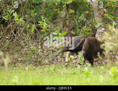 Giant Anteater (Myrmecophaga tridactyla) Foto Stock