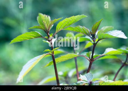 Foglia di basilico, Basilico Ocimum. Basilico fresco e biologico con parti verdi, coltivato in giardino. Una piantagione di foglie di basilico. Viola primavera astratto Foto Stock