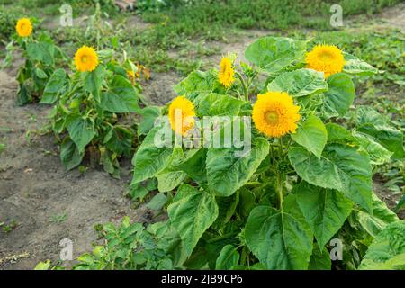 Fiore giallo brillante di girasole decorativo. Girasole decorativo Foto Stock