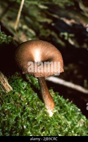 Clitocybe flaccita - tappo a imbuto Tawny noto anche come Lepista inversa Foto Stock