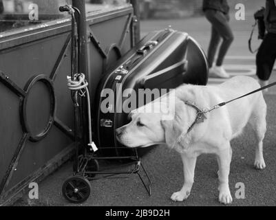 Labrador giallo che guarda passeggiando accanto alla valigetta per strumenti Tuba Foto Stock