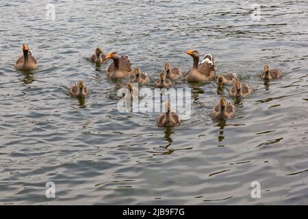 Poole, Dorset Regno Unito. 4th giugno 2022. Tempo UK: Carina famiglia di oche Greylag, Anser anser, con i godings Godetevi una nuotata intorno a Poole Park, Lago in una giornata di grigio nuvoloso con alcune docce. Grigiylag pulcini d'oca. Grigiylags grigiylag. Credit: Carolyn Jenkins/Alamy Live News Foto Stock