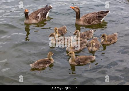 Poole, Dorset Regno Unito. 4th giugno 2022. Tempo UK: Carina famiglia di oche Greylag, Anser anser, con i godings Godetevi una nuotata intorno a Poole Park, Lago in una giornata di grigio nuvoloso con alcune docce. Grigiylag pulcini d'oca. Grigiylags grigiylag. Credit: Carolyn Jenkins/Alamy Live News Foto Stock