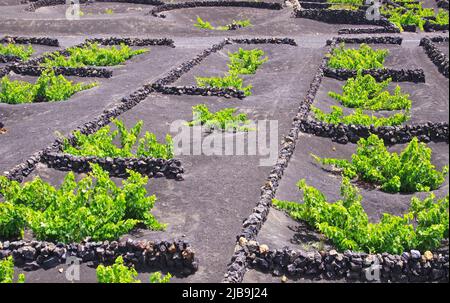 Area viticola su terreno secco di cenere vulcanica con pareti rettangolari in pietra per innaffiatura e protezione, vitigni verdi - Uga, viticoltura di Lanzarote Foto Stock