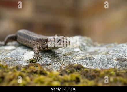 Lucertola comune, , Zootoca vivipara crogiolarsi al sole della mattina presto Foto Stock